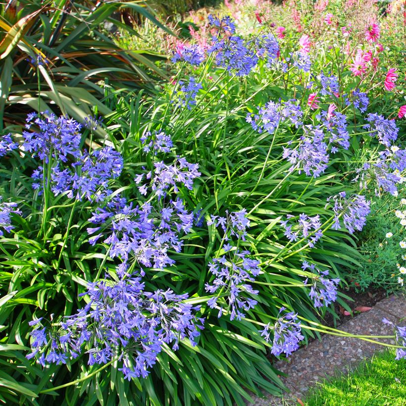 Agapanthus umbellatus (Hábito)