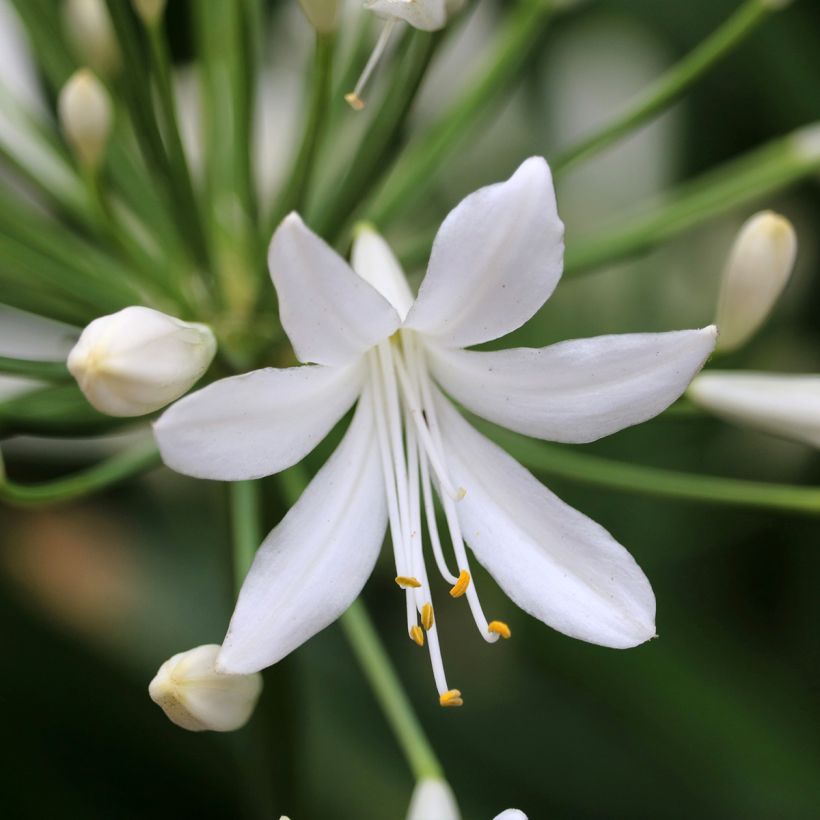 Agapanto Arctic Star (Floração)