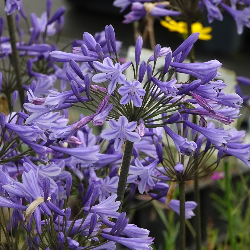 Agapanto Blue Triumphator (Floração)
