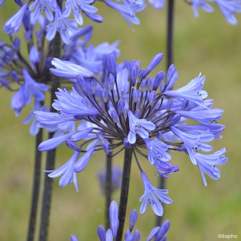 Agapanto Graphite Blue (Floração)