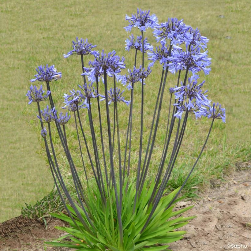 Agapanto Graphite Blue (Hábito)