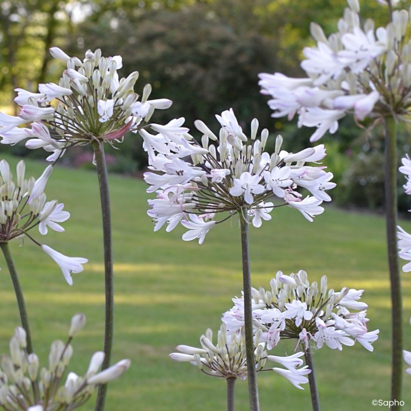 Agapanto Graphite White (Floração)