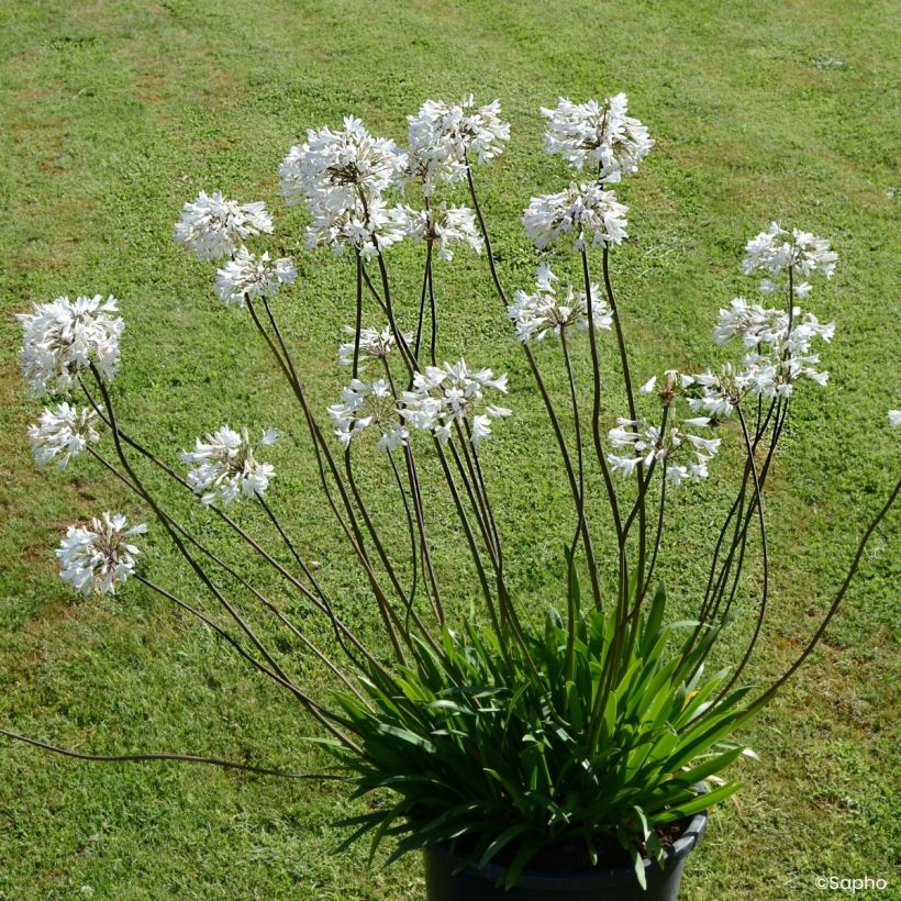 Agapanto Graphite White (Hábito)