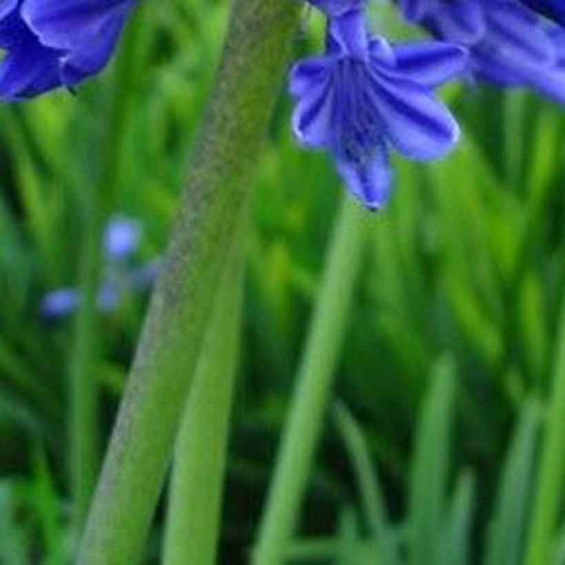 Agapanto Midnight Blue (Folhagem)