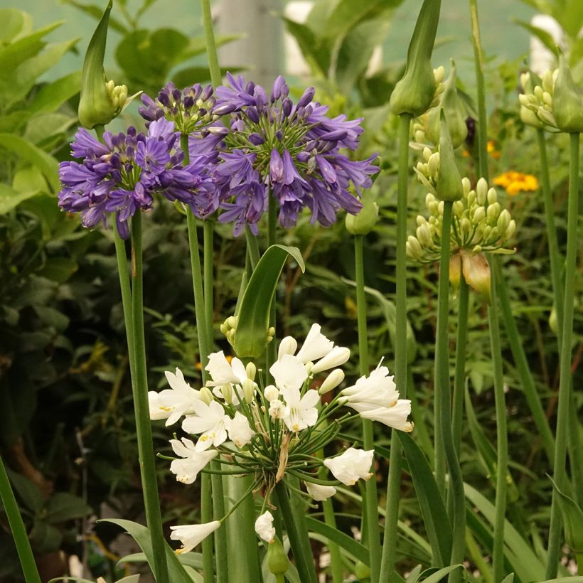 Agapanto Three Sisters (Floração)