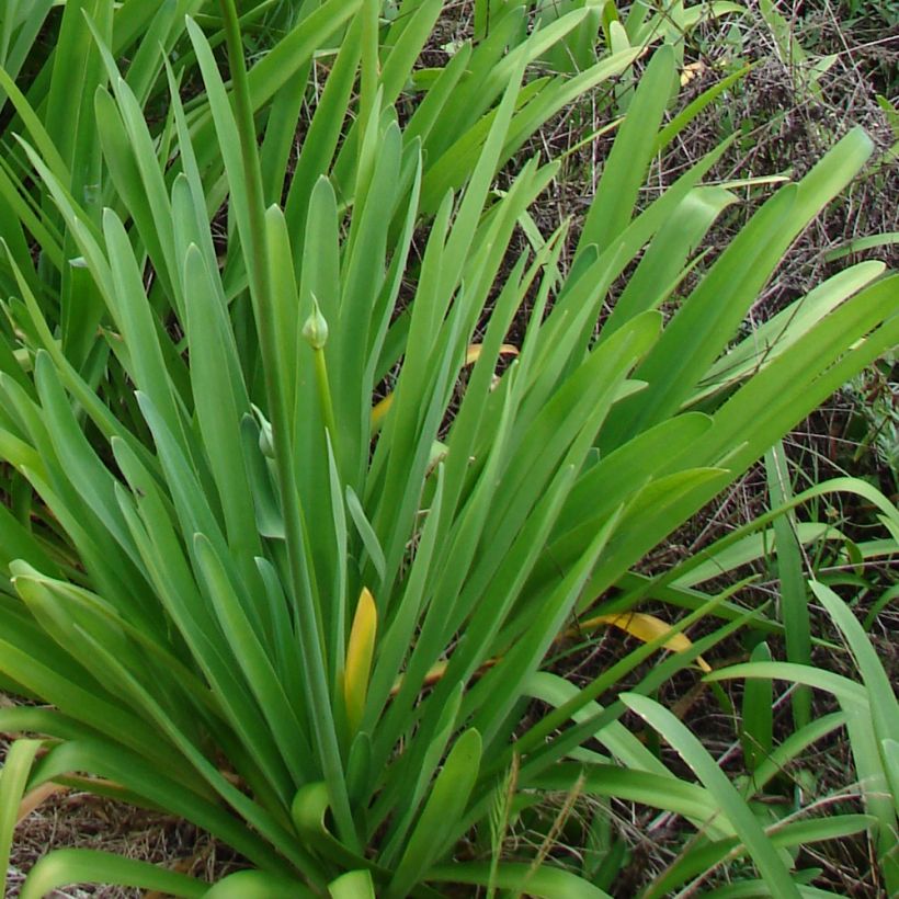 Agapanthus campanulatus var. albidus (Folhagem)