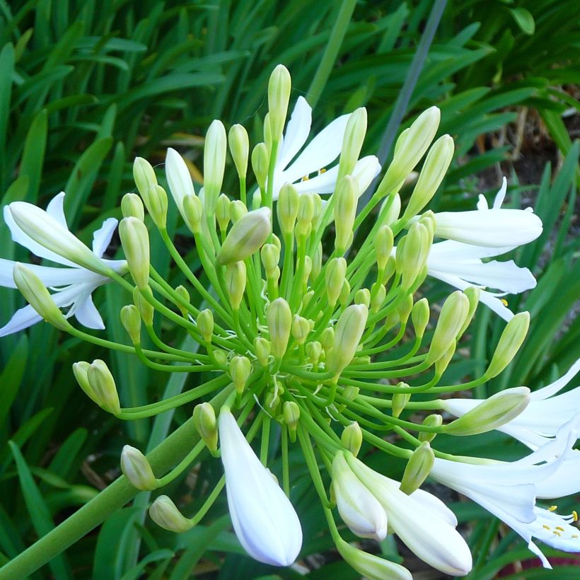 Agapanthus campanulatus var. albidus (Floração)