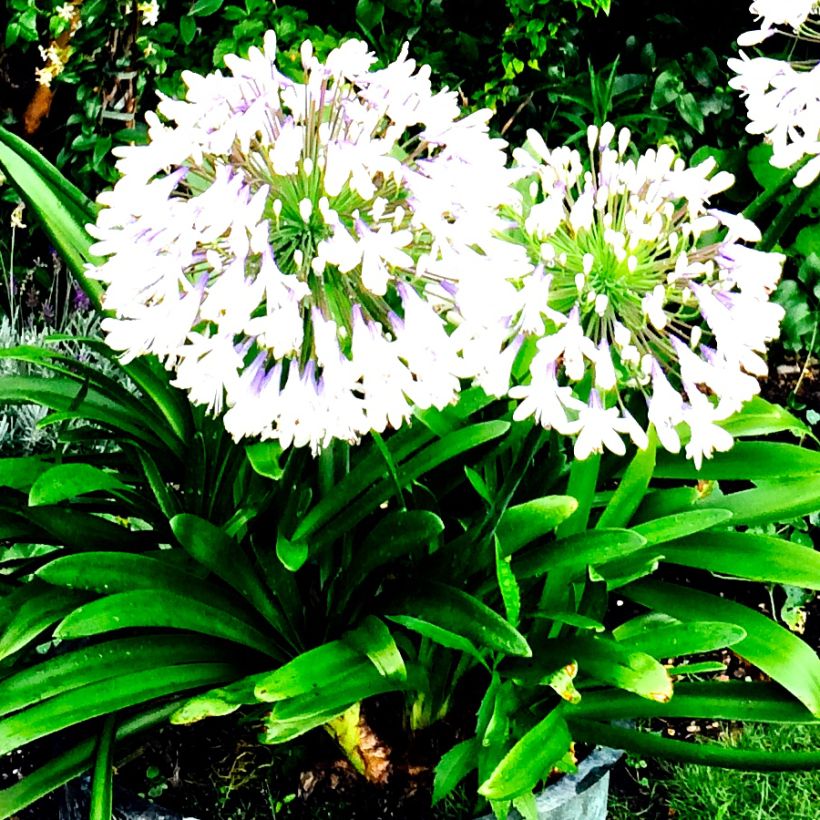 Agapanthus campanulatus var. albidus (Hábito)