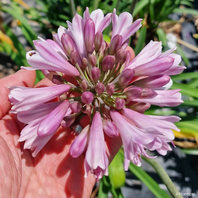 Agapanto Poppin' Pink (Floração)