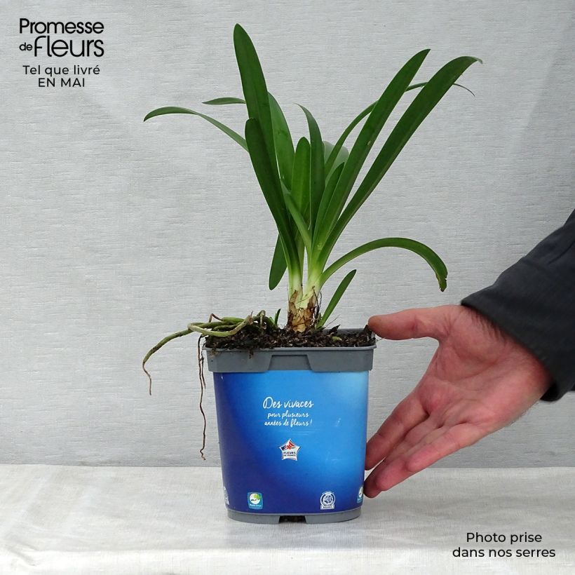 Amostra de Agapanthus umbellatus Vaso de 2 L/3 L tal como entregue na primavera