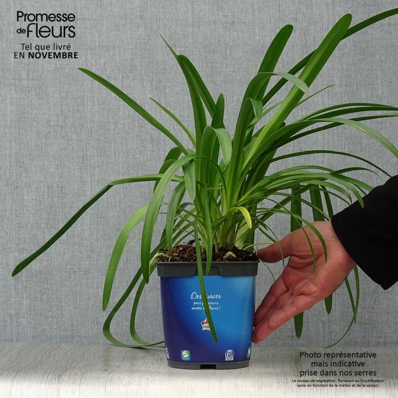 Amostra de Agapanthus umbellatus Vaso de 2 L/3 L tal como entregue no outono