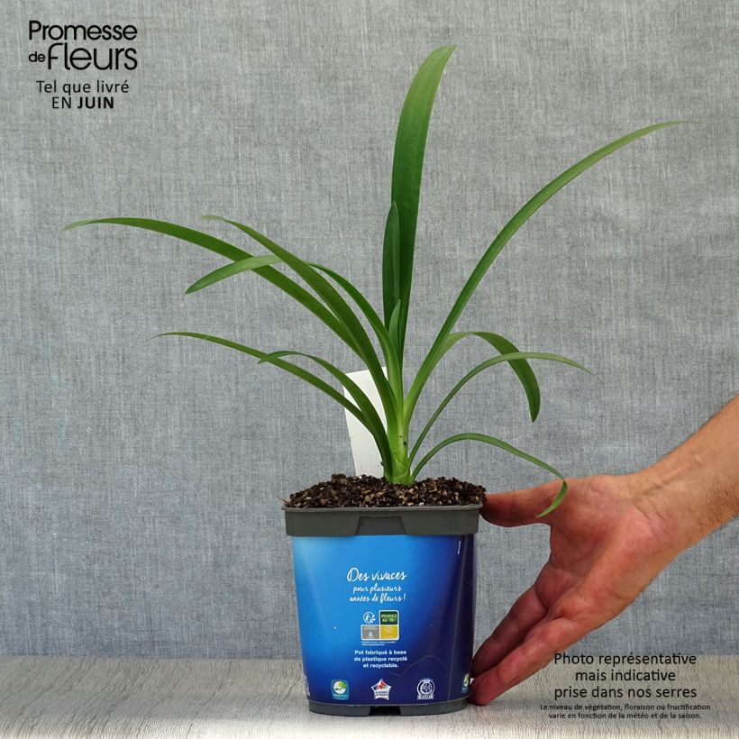 Amostra de Agapanthus umbellatus Vaso de 2 L/3 L tal como entregue no verão