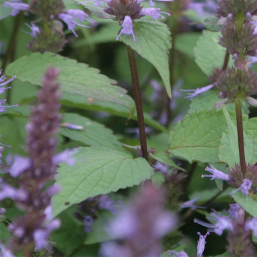 Agastache rugosa After Eight (Folhagem)