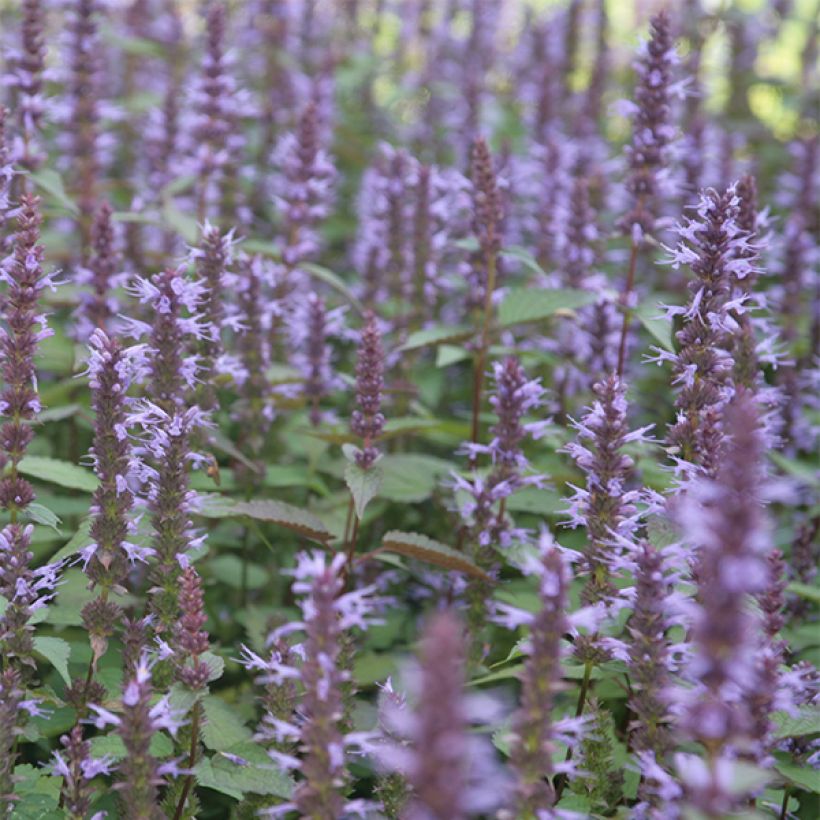 Agastache rugosa After Eight (Floração)