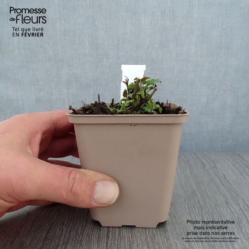 Amostra de Agastache Barberi Firebird Vaso de 8/9 cm tal como entregue no inverno