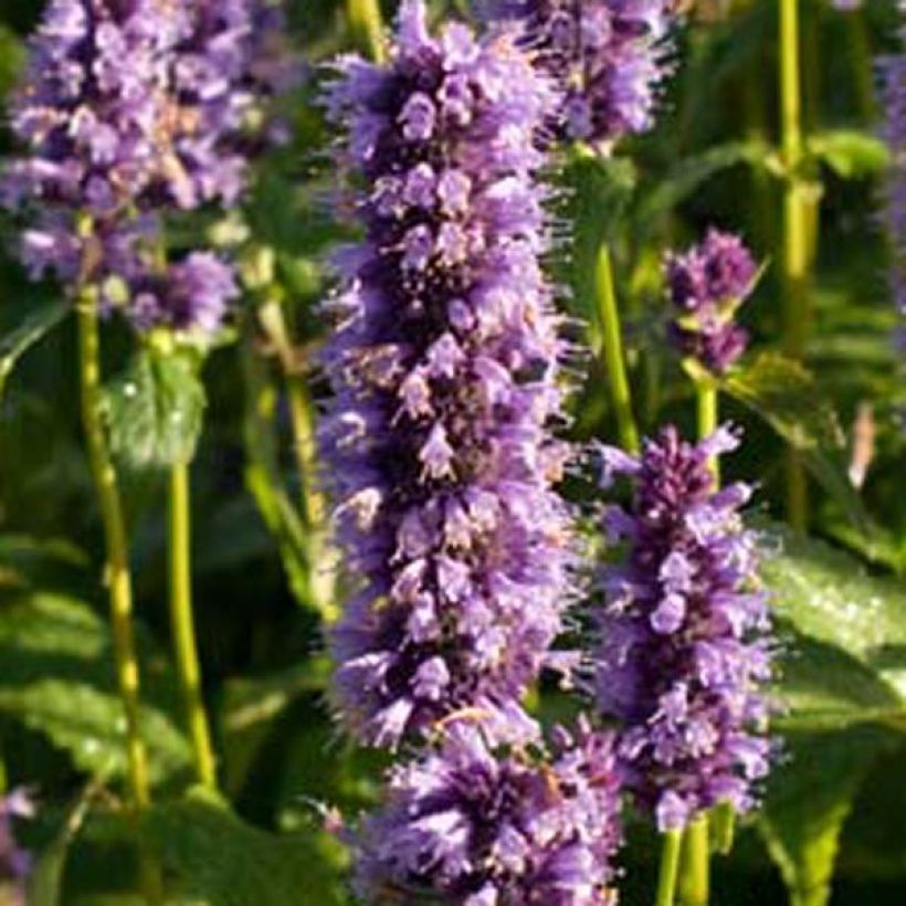 Agastache foeniculum Black Adder (Floração)
