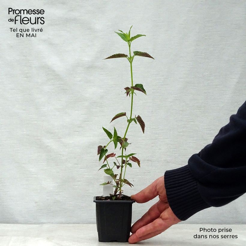 Amostra de Agastache foeniculum Black Adder Vaso de 8/9 cm tal como entregue na primavera