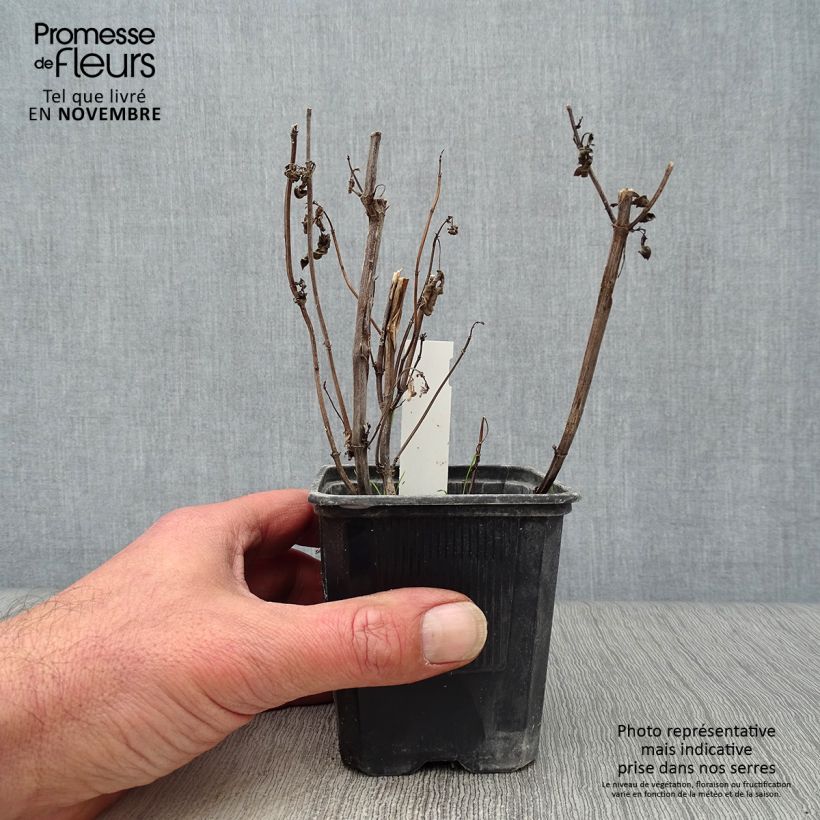 Amostra de Agastache foeniculum Black Adder Vaso de 8/9 cm tal como entregue no outono