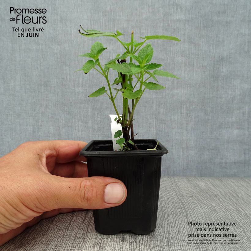 Amostra de Agastache foeniculum Black Adder Vaso de 8/9 cm tal como entregue no verão