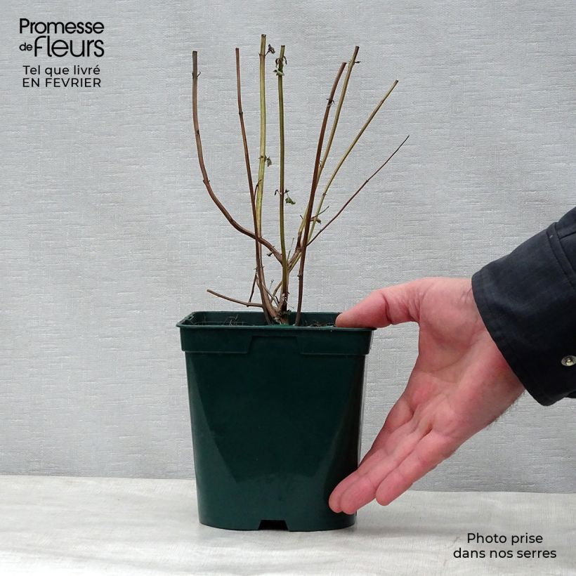 Amostra de Agastache foeniculum Black Adder Vaso de 2 L/3 L tal como entregue no inverno