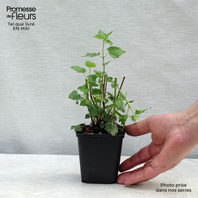 Amostra de Agastache Blue Boa Vaso de 8/9 cm tal como entregue na primavera