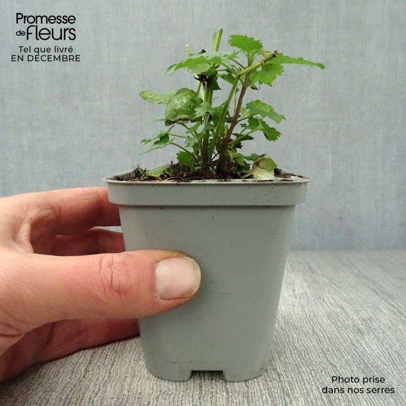 Amostra de Agastache Blue Boa Vaso de 8/9 cm tal como entregue no inverno