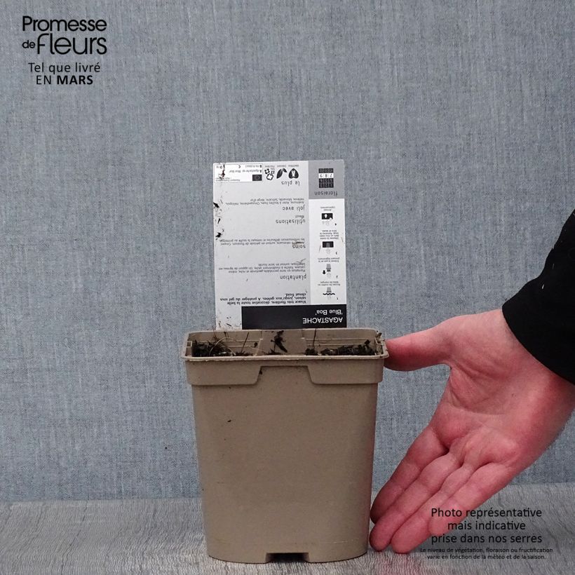 Amostra de Agastache Blue Boa Vaso de 2 L/3 L tal como entregue no inverno