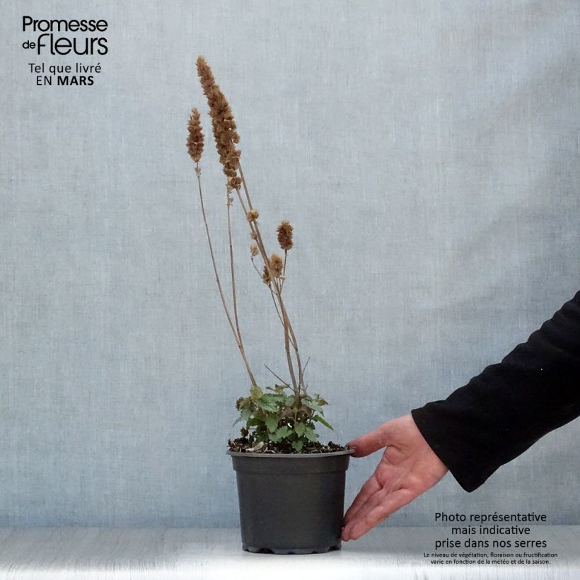 Amostra de Agastache Blue Boa Vaso de 2 L/3 L tal como entregue na primavera