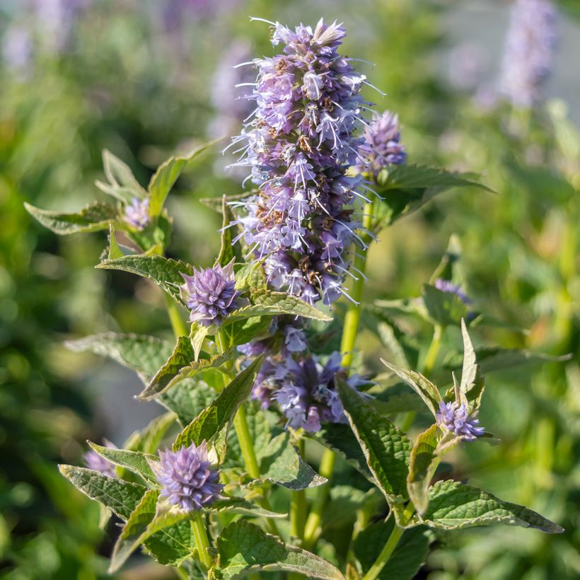 Agastache Blue Boa (Floração)