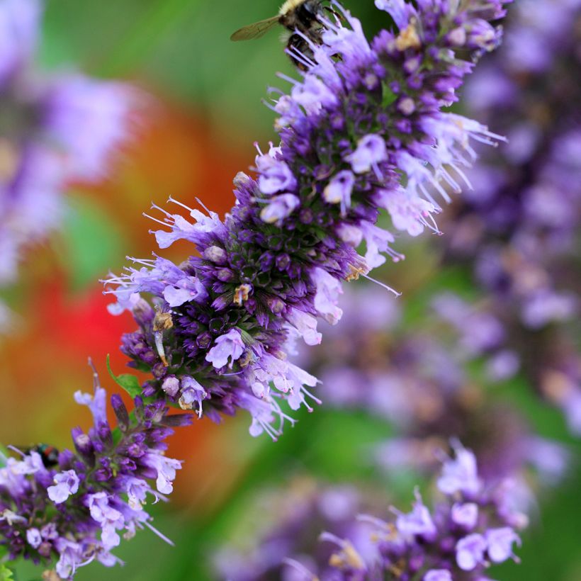 Agastache Blue Fortune (Floração)