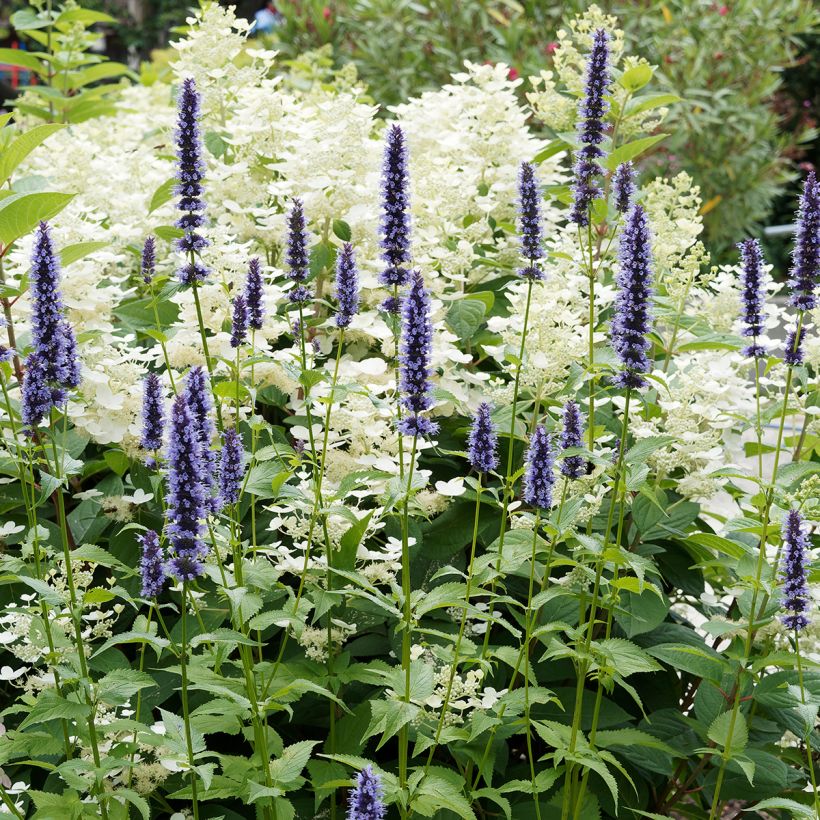 Agastache Blue Fortune (Hábito)