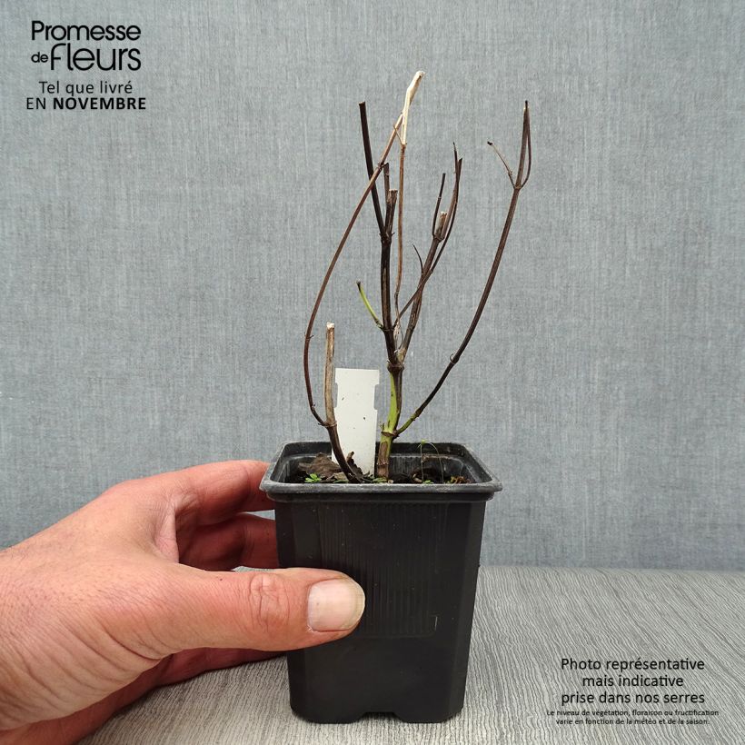 Amostra de Agastache Blue Fortune Vaso de 8/9 cm tal como entregue no outono