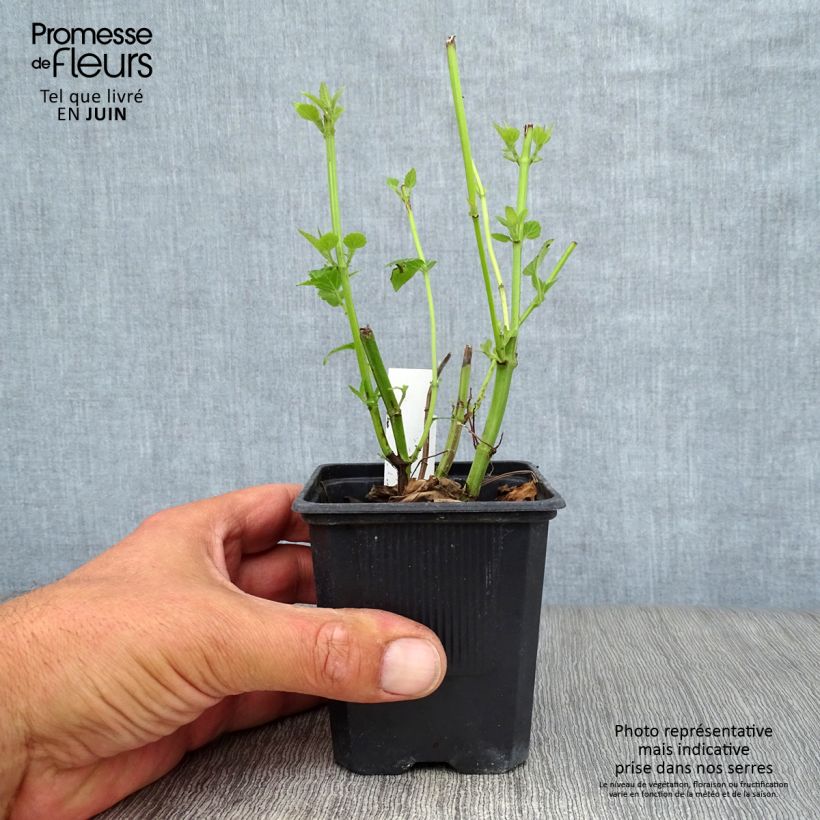 Amostra de Agastache Blue Fortune Vaso de 8/9 cm tal como entregue no verão