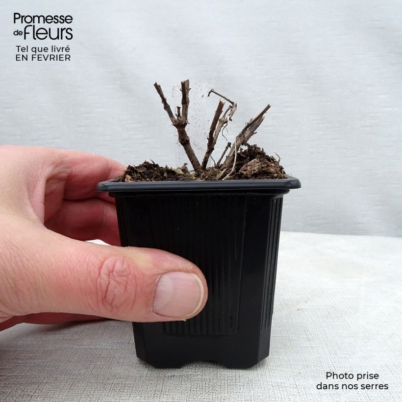 Amostra de Agastache Blue Fortune Vaso de 8/9 cm tal como entregue no inverno