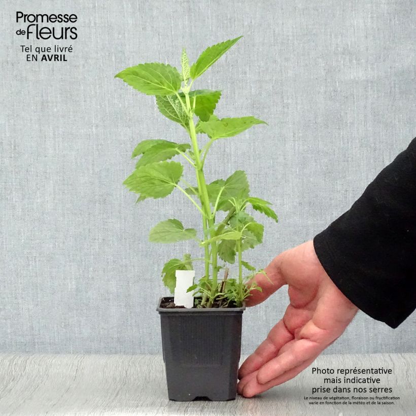 Amostra de Agastache Blue Fortune Vaso de 8/9 cm tal como entregue na primavera