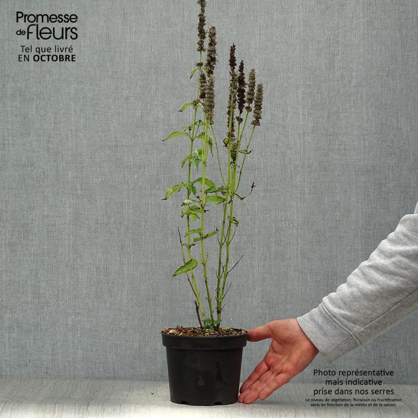 Amostra de Agastache Blue Fortune Vaso de 2 L/3 L tal como entregue no outono