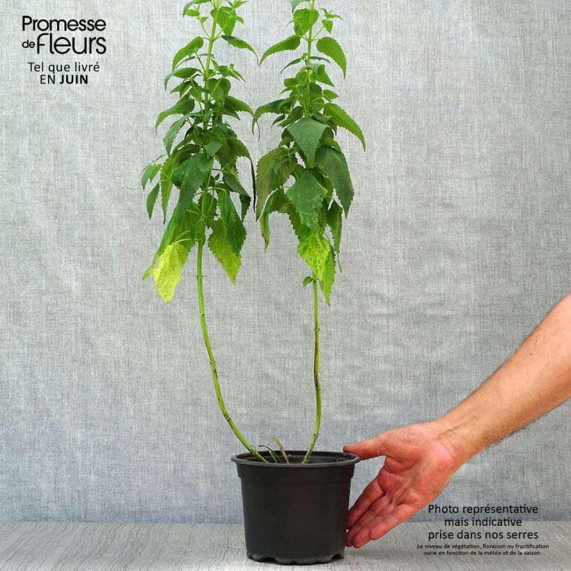 Amostra de Agastache Blue Fortune Vaso de 2 L/3 L tal como entregue no verão