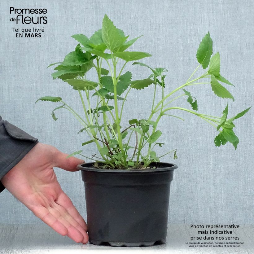 Amostra de Agastache Blue Fortune Vaso de 2 L/3 L tal como entregue na primavera