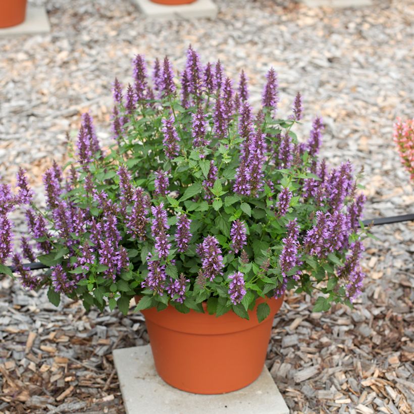 Agastache foeniculum Celestia (Hábito)