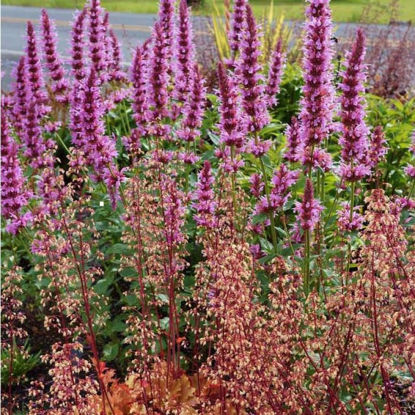 Agastache Cotton Candy (Hábito)