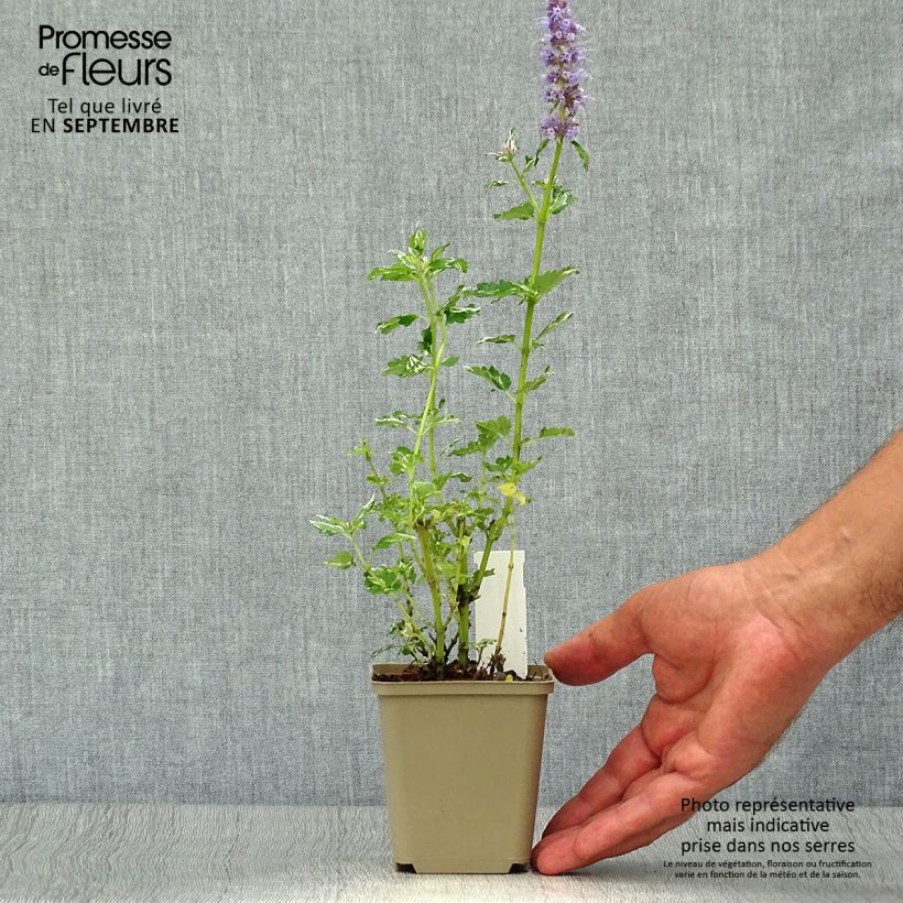 Amostra de Agastache Crazy Fortune Vaso de 8/9 cm tal como entregue no outono