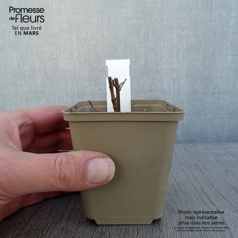 Amostra de Agastache Crazy Fortune Vaso de 8/9 cm tal como entregue no inverno