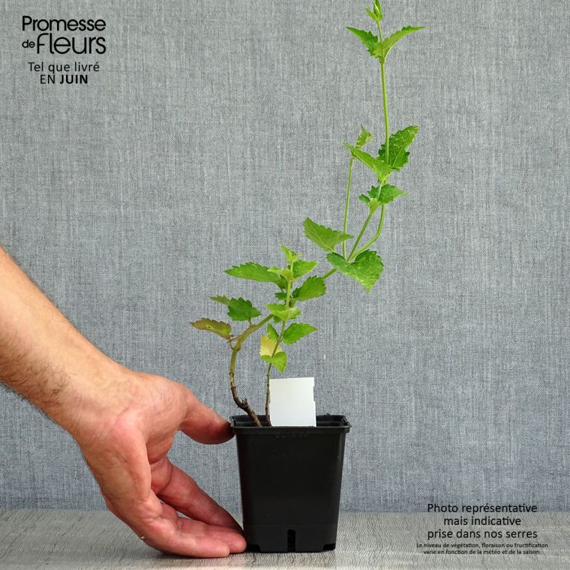 Amostra de Agastache Globetrotter Vaso de 8/9 cm tal como entregue no verão