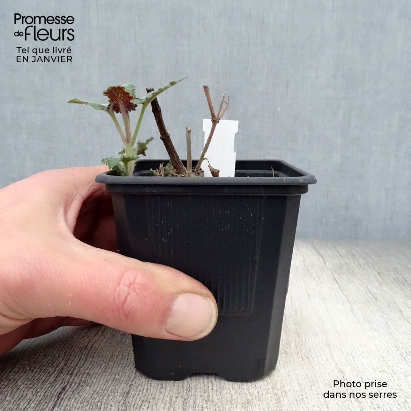 Amostra de Agastache Globetrotter - Agastache Vaso de 8/9 cm tal como entregue no inverno