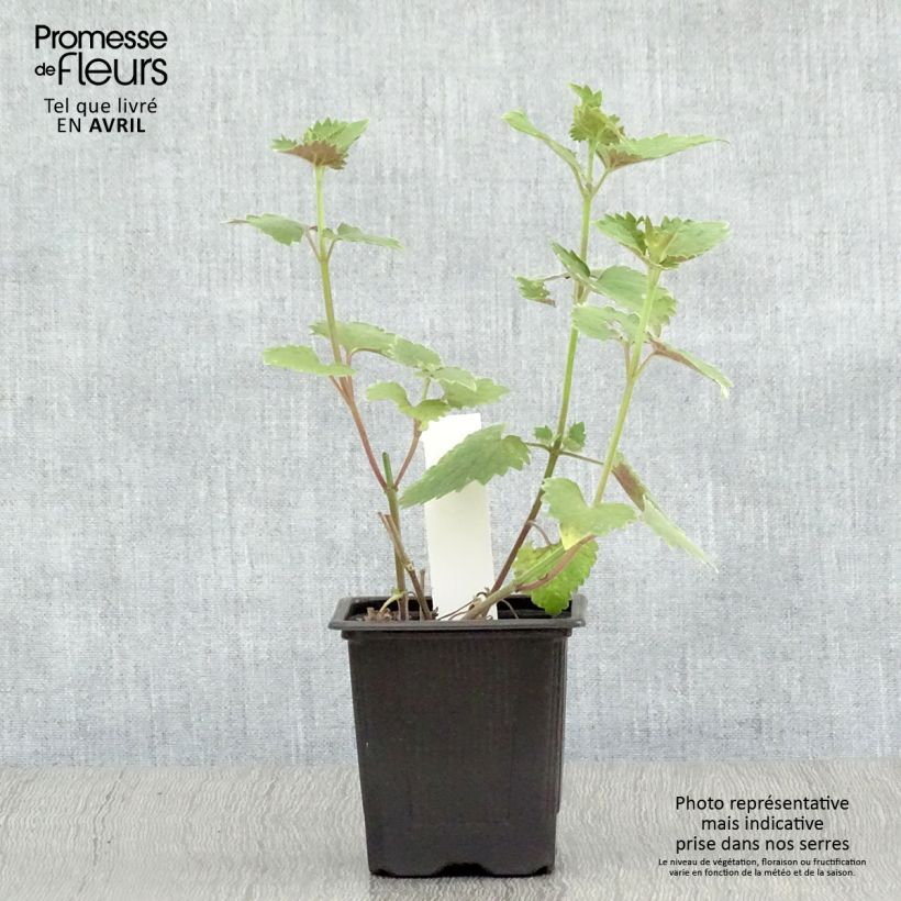 Amostra de Agastache Globetrotter Vaso de 8/9 cm tal como entregue na primavera