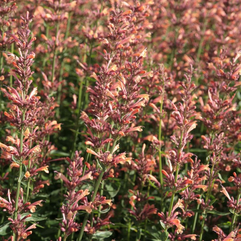Agastache Kolibri (Floração)