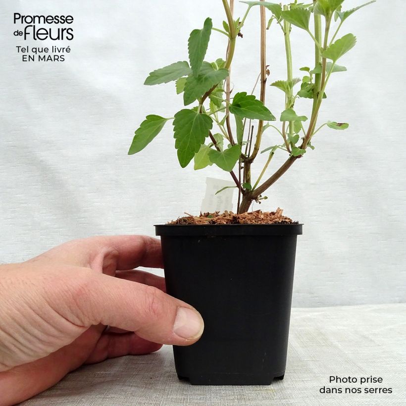 Amostra de Agastache Kolibri Vaso de 8/9 cm tal como entregue na primavera