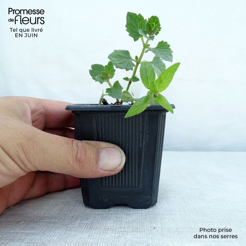 Amostra de Agastache Kudos Ambrosia Vaso de 8/9 cm tal como entregue no verão