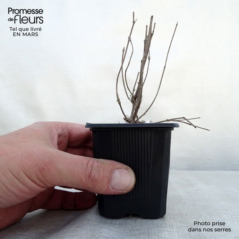 Amostra de Agastache Kudos Ambrosia Vaso de 8/9 cm tal como entregue na primavera