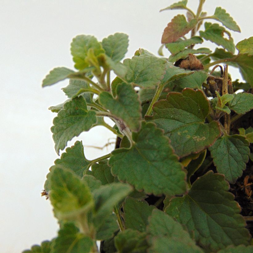 Agastache Kudos Coral (Folhagem)